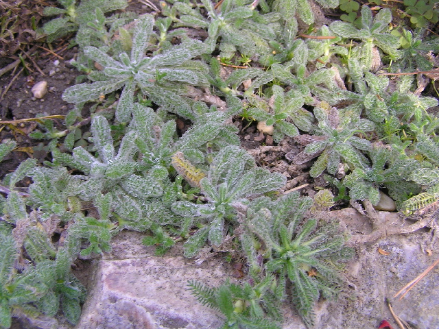 achillea tomentosa-řebříček