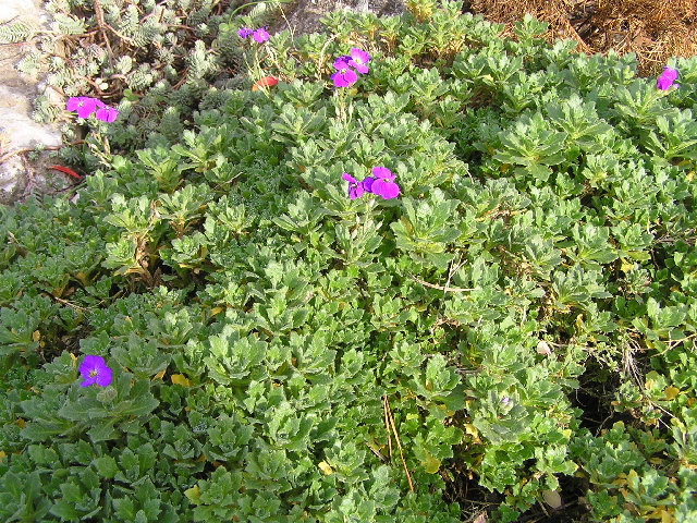 aubrieta deltoidea-tařička kosníkovitá