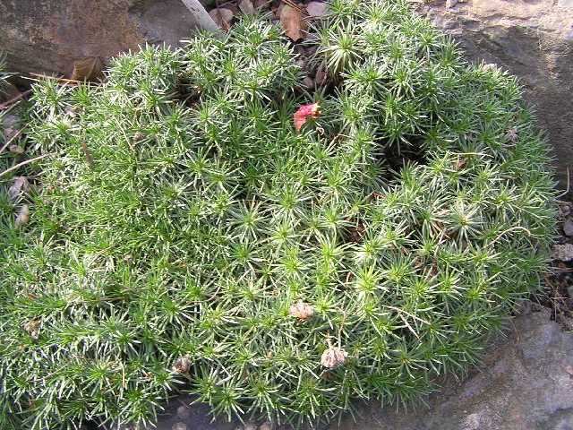 armenia caespitosa-trávnička