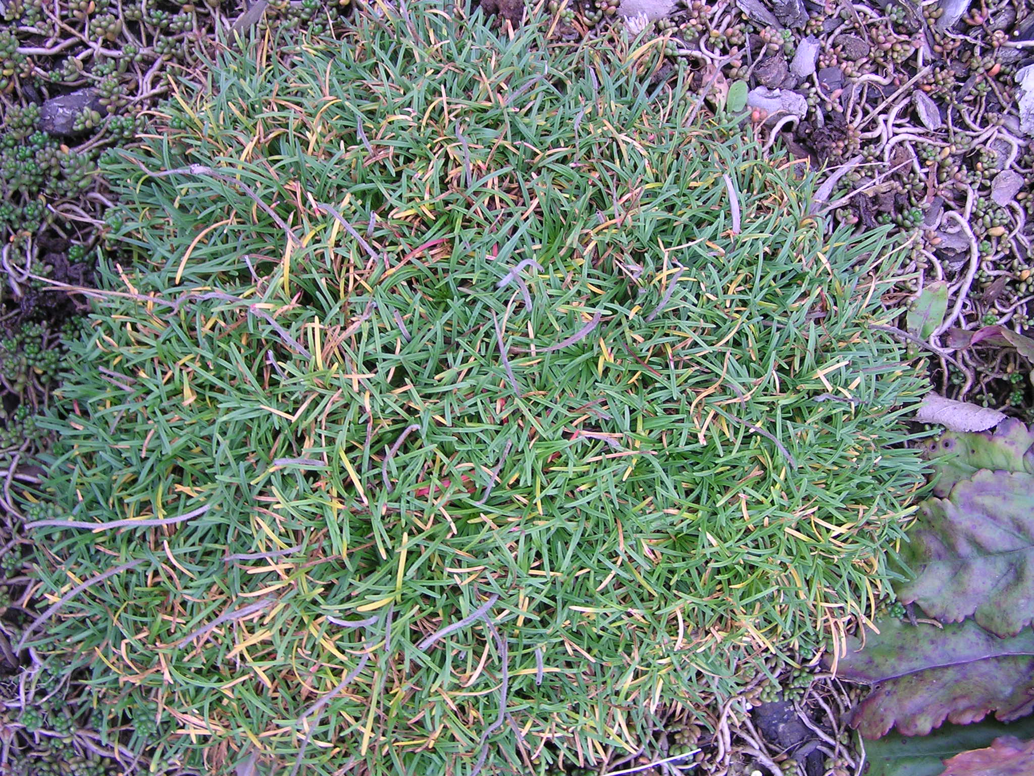 -armeria maritima - travnička