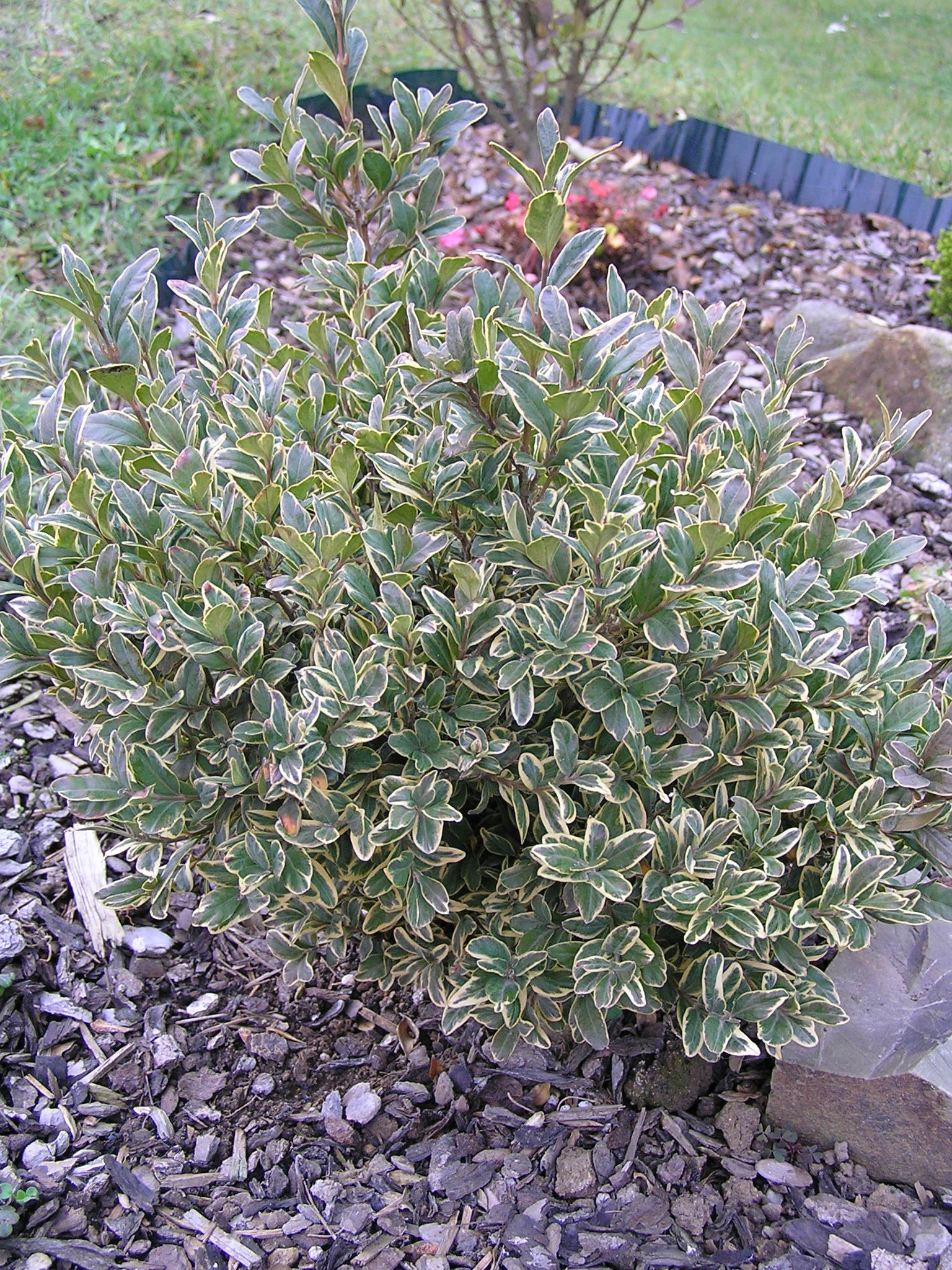 buxus sempervirens elegantisima - zimostráz