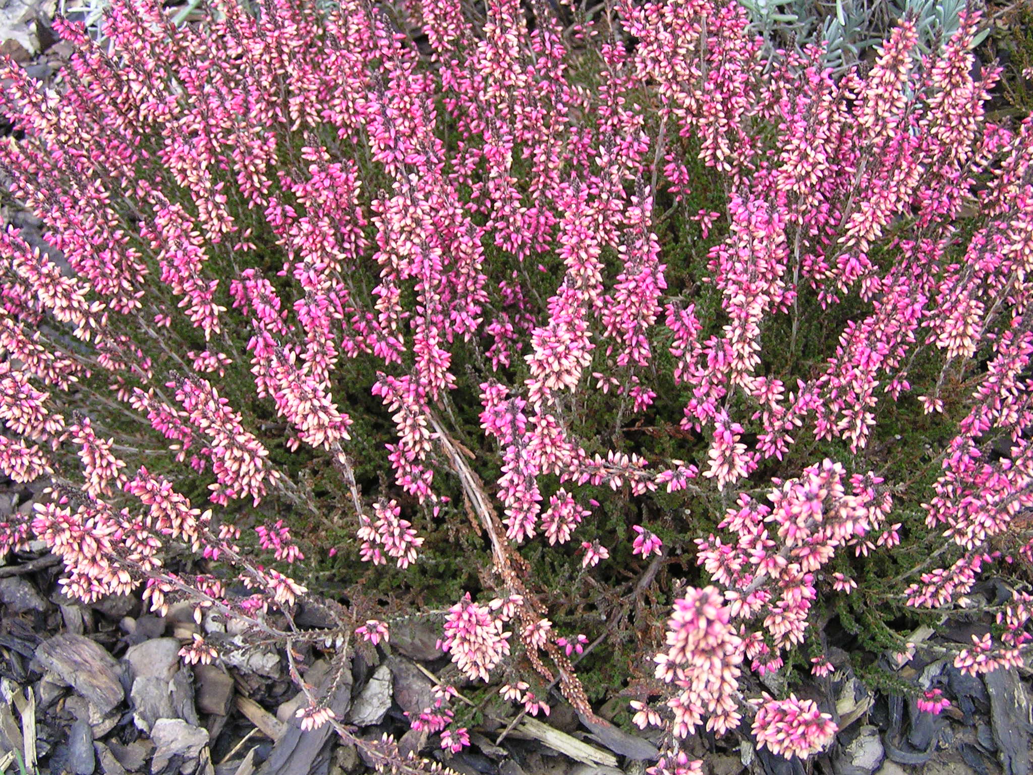 calluna - vřes