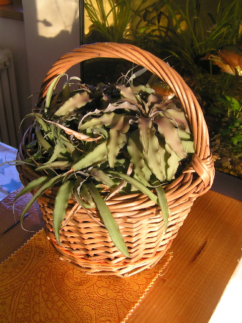 skrytenka