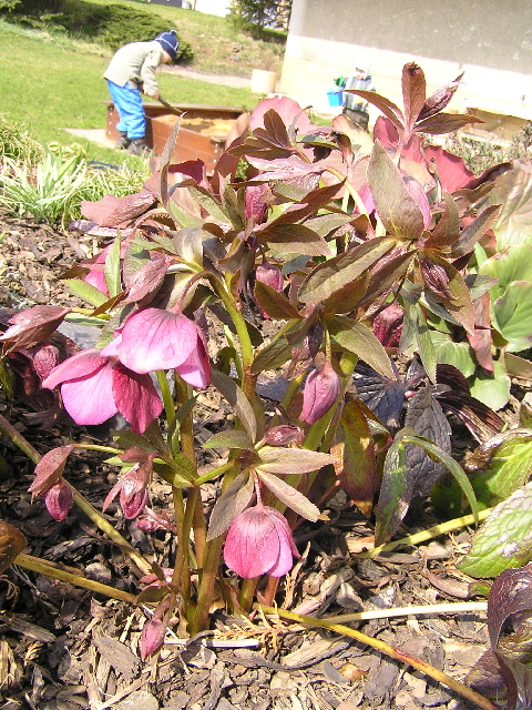 -helleborus - čemeřice