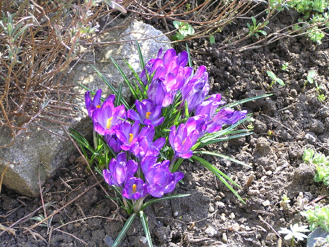 krokusy