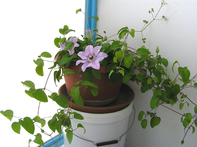 clematis