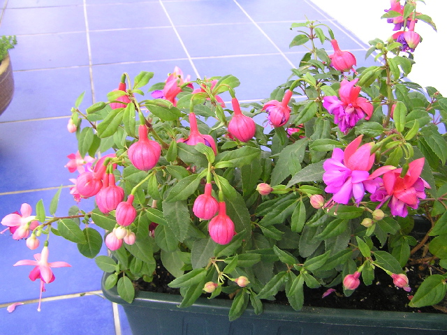 fuchsie 