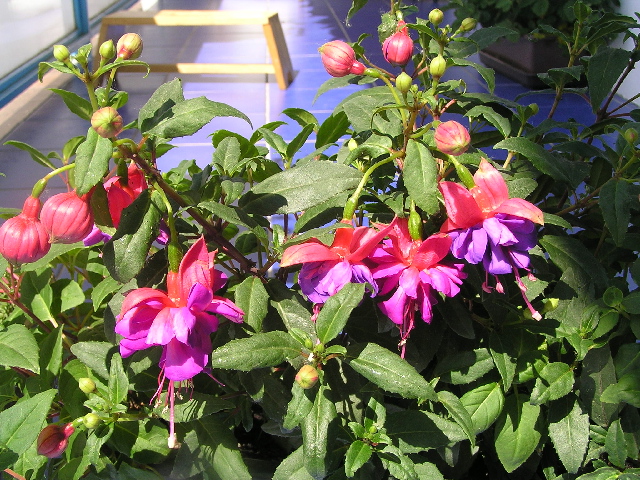 fuchsie detail