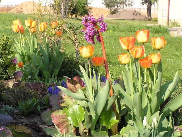 tulipány na skalce