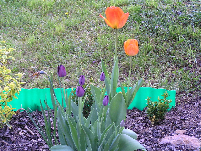 tulipány fialové 