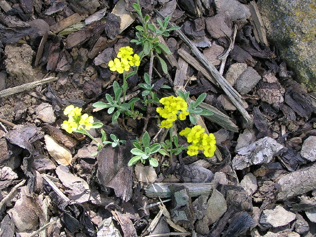 -alyssum - tařice