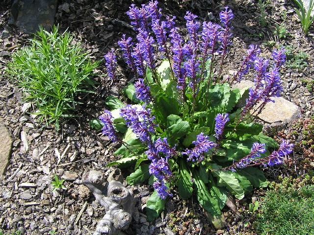 -wulfenia carinthiaca