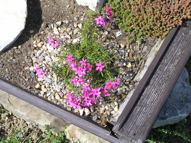-phlox douglasii - plamenka 
