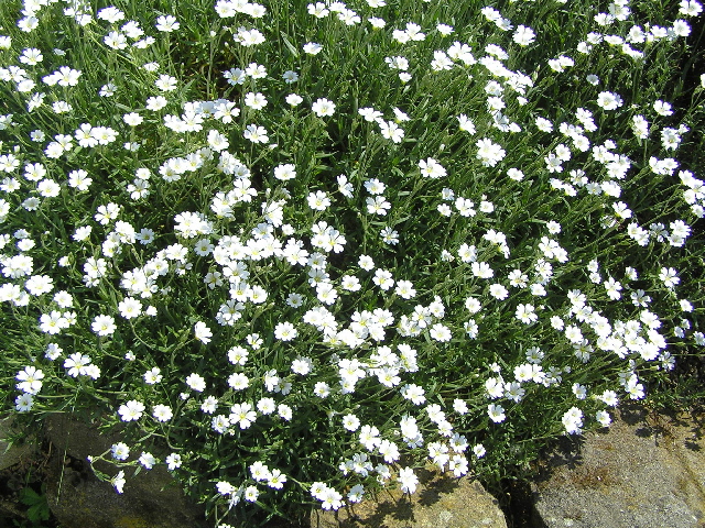 -cerastium lanatum - rožec