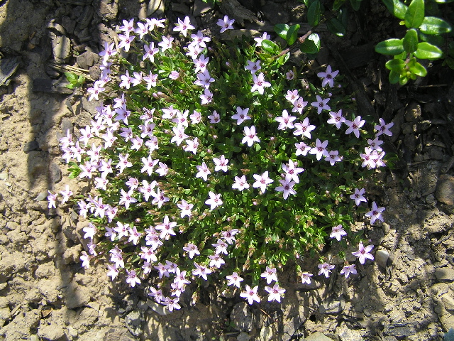 -alternaria montana - písečnice květ