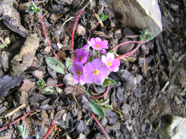 -androsace sarmentosa - pochybek
