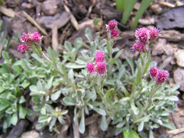 -antennaria dioica - kociánek dvoudomý