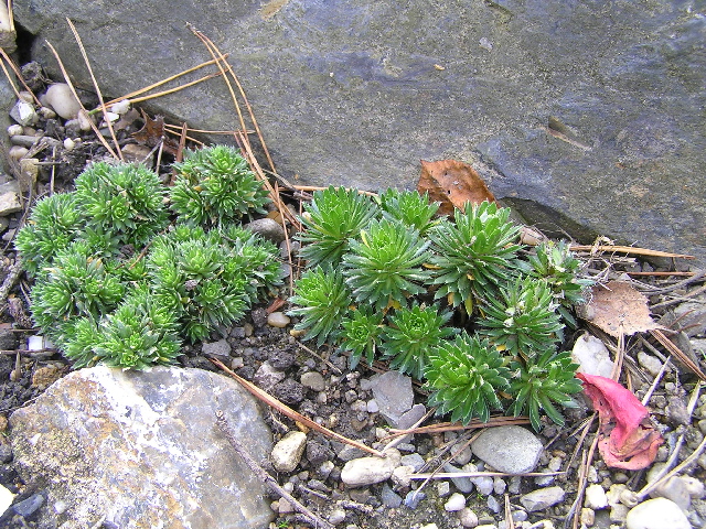 androsace carnea-pochybek