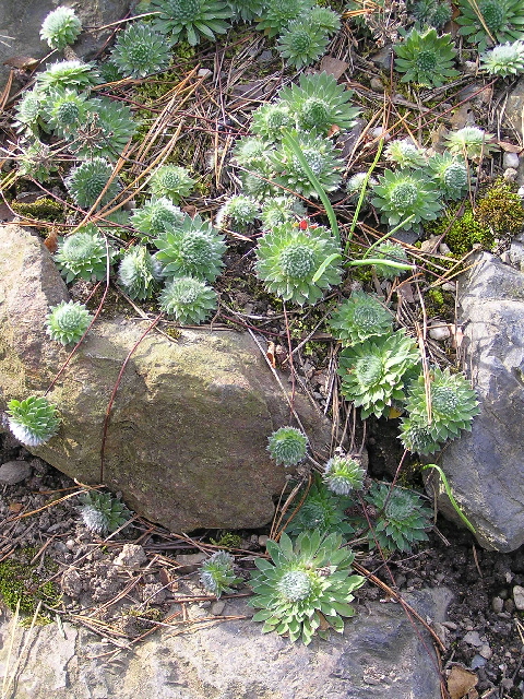 androsace sarmentosa-pochybek