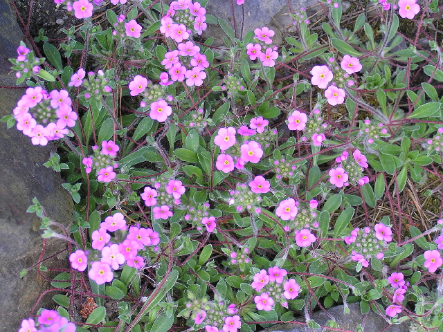 androsace sarmentosa-pochybek květ
