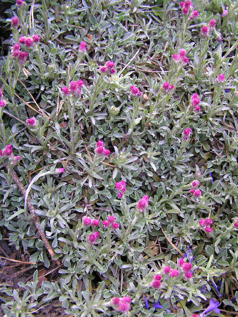 antennaria dioica-kociánek dvoudomý květ2