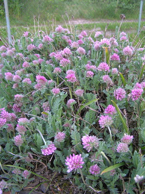 astralagus sempervirens-kozinec