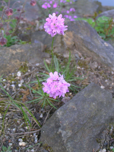 armenia maritima-travnička přímořská