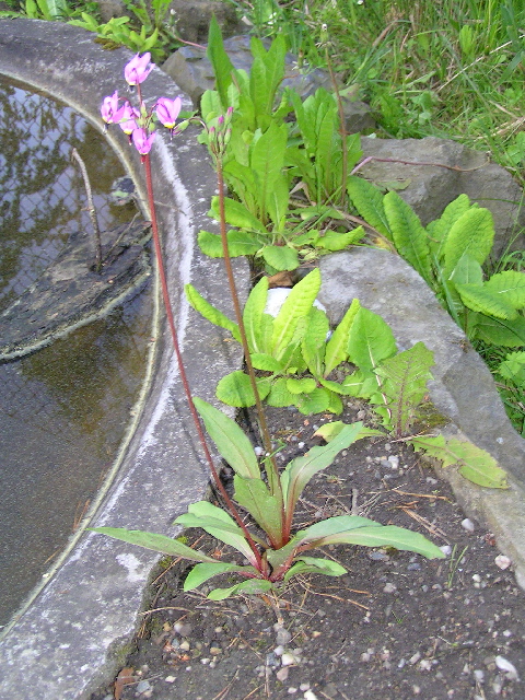 dodecatheon meddia-božkoskvět