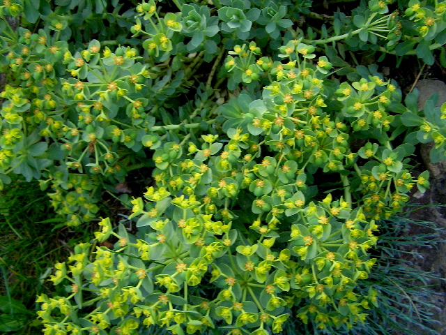 euphorbia myrsinites-pryšec květ