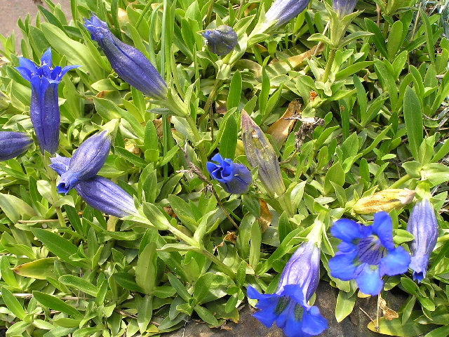 gentiana angustifolia-hořec květ