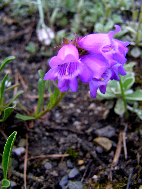 penstenom davidsonii menziesii-dračík květ