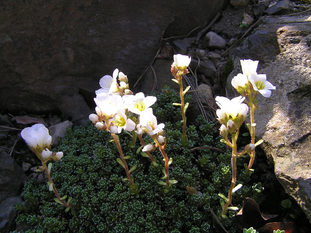 saxifraga1-lomikamen