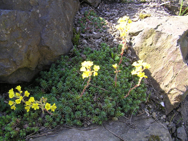 saxifraga3