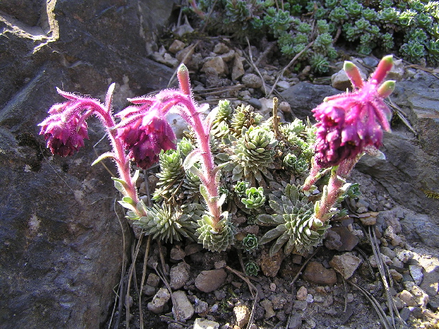 saxifraga4