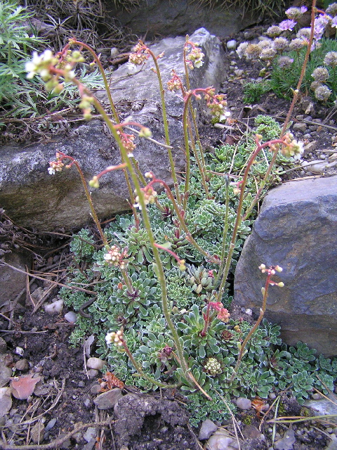saxifraga5