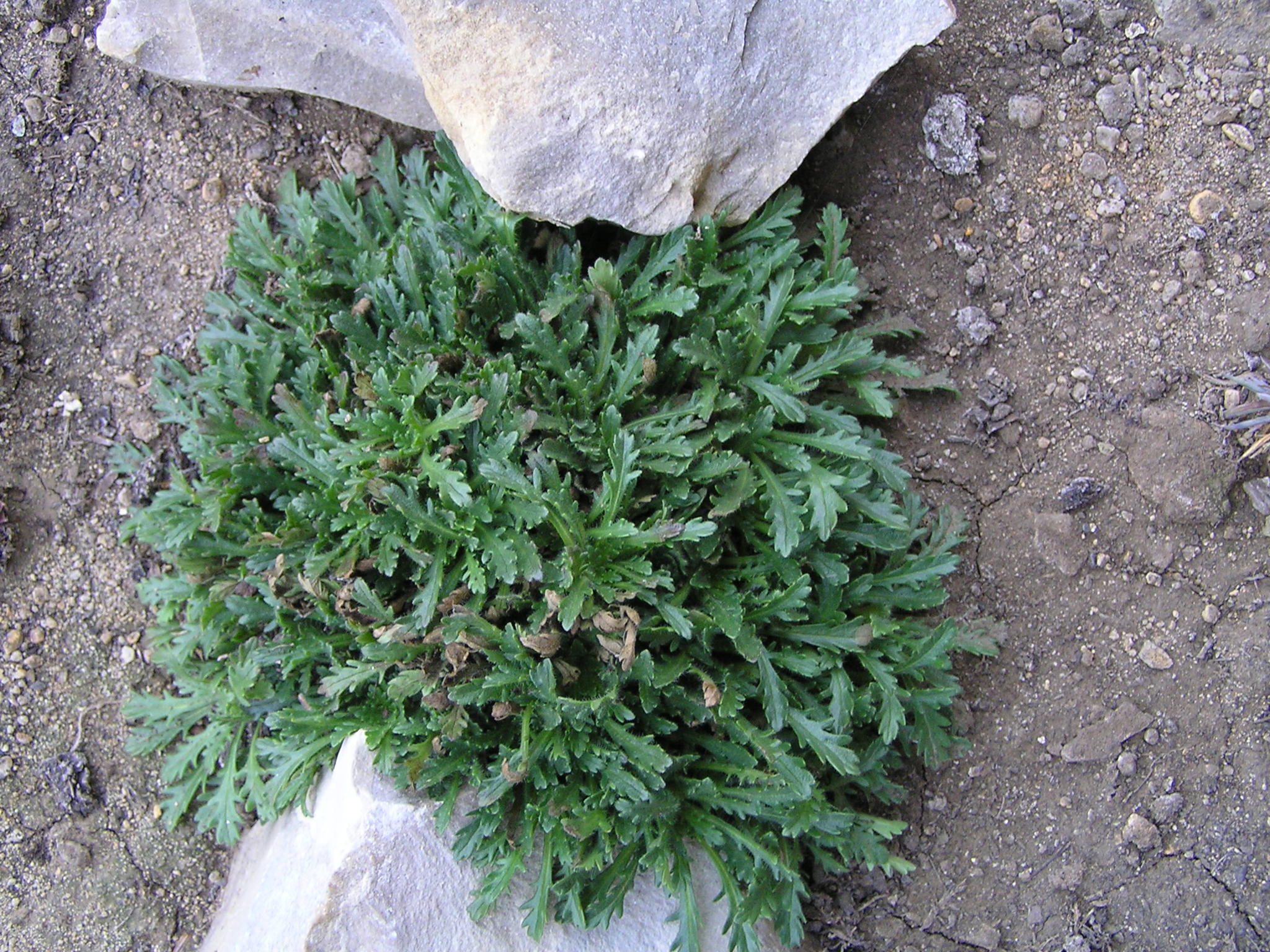 -erinus alpinus- nemléč