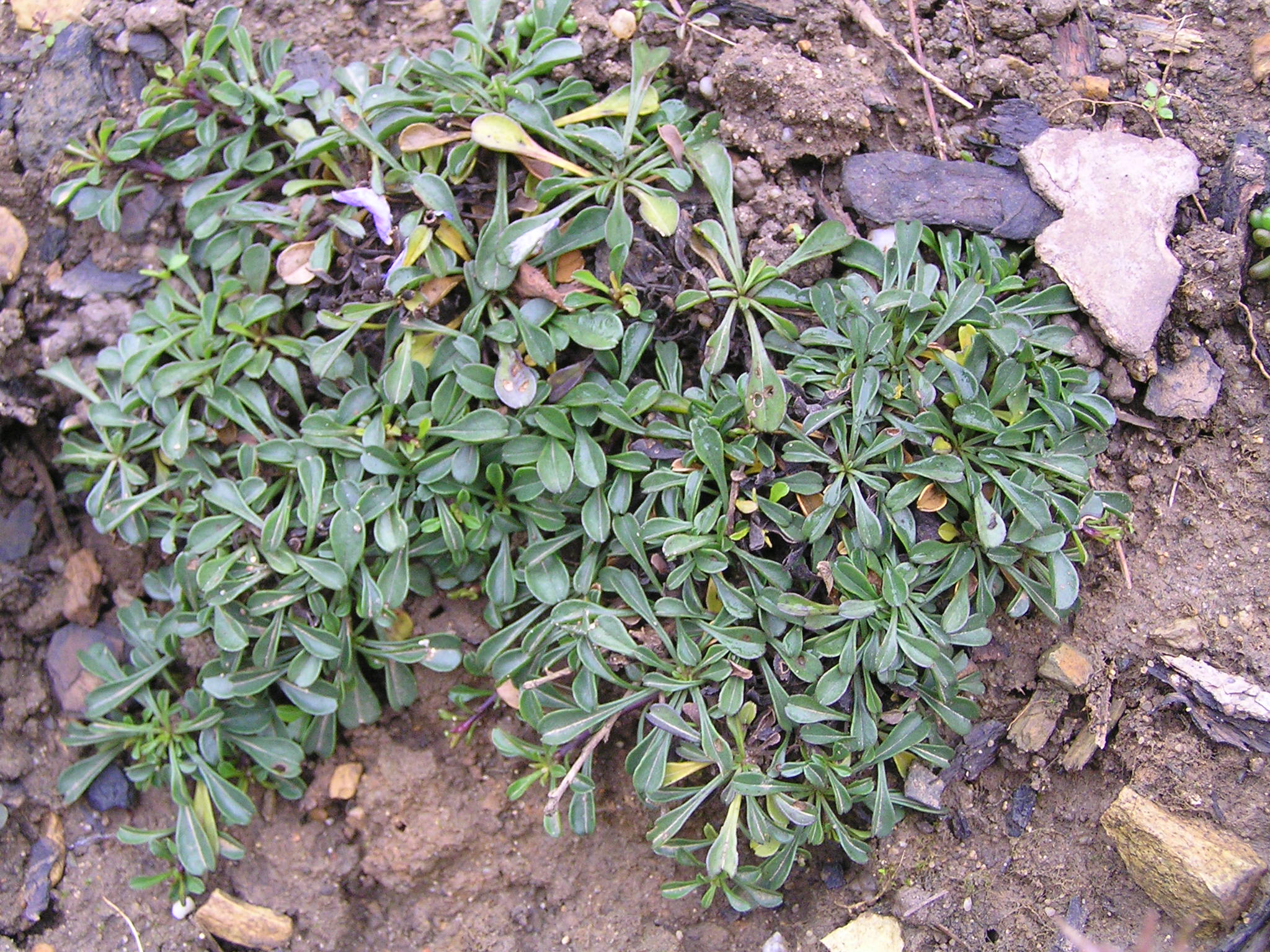 -globularia cordifolia - koulenka