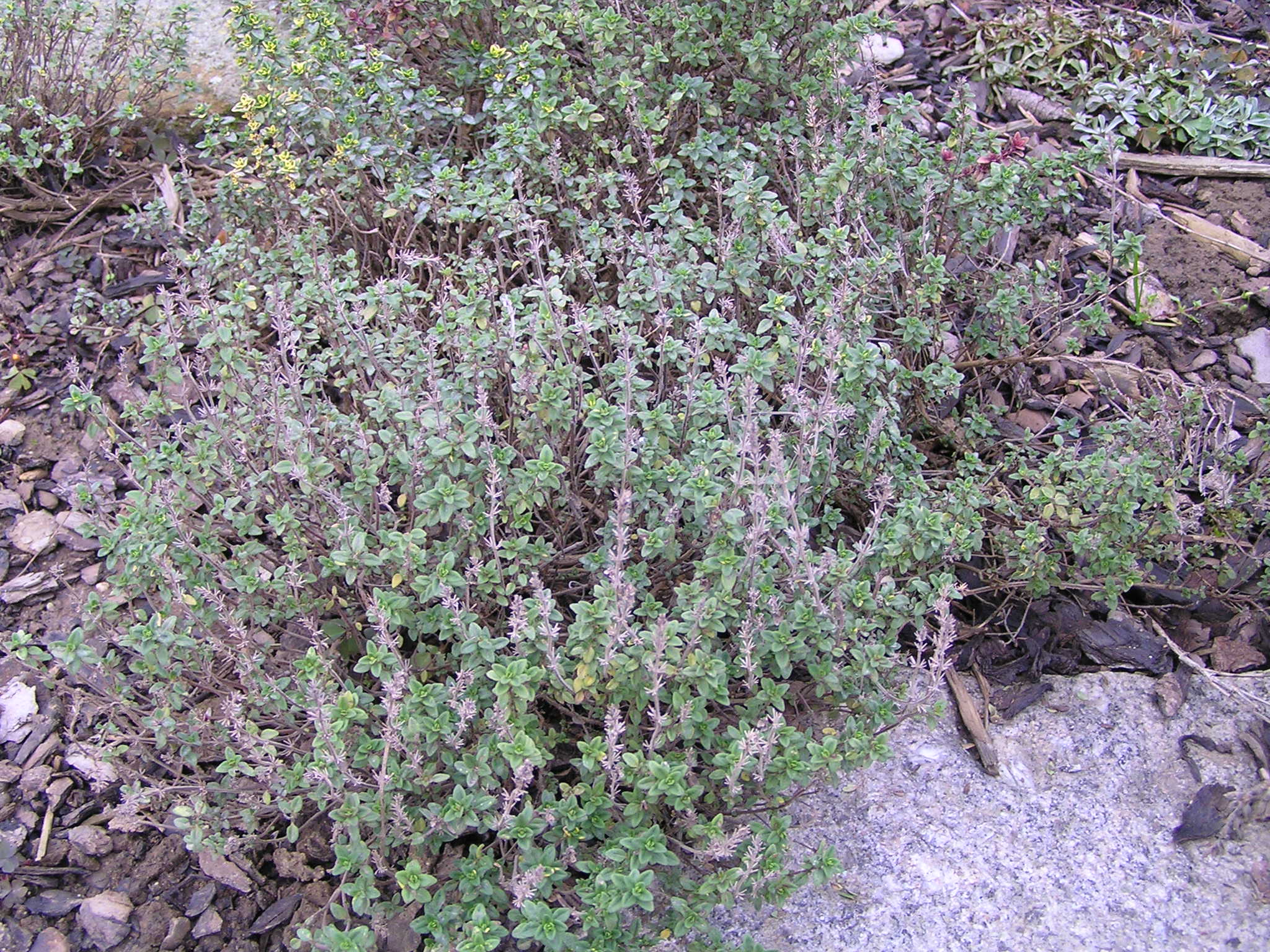 -thymus vulgaris - mateřídouška