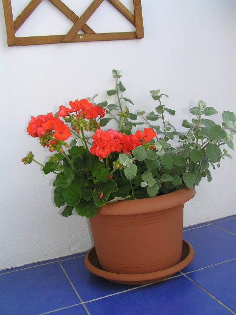 pelargonie