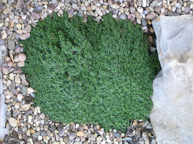 -thymus serpyllum -mat