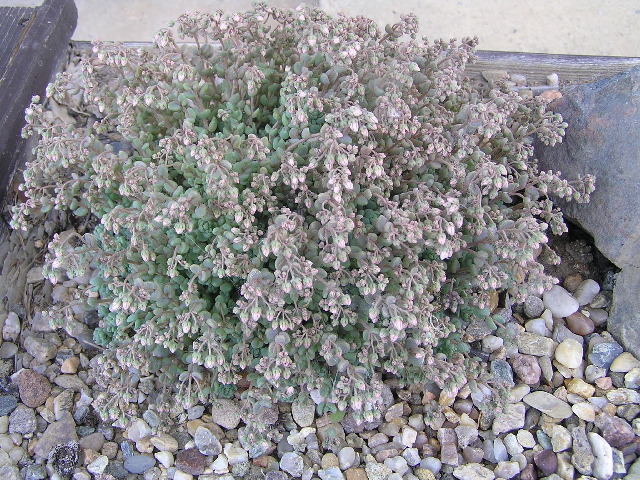 -sedum dasyphyllum