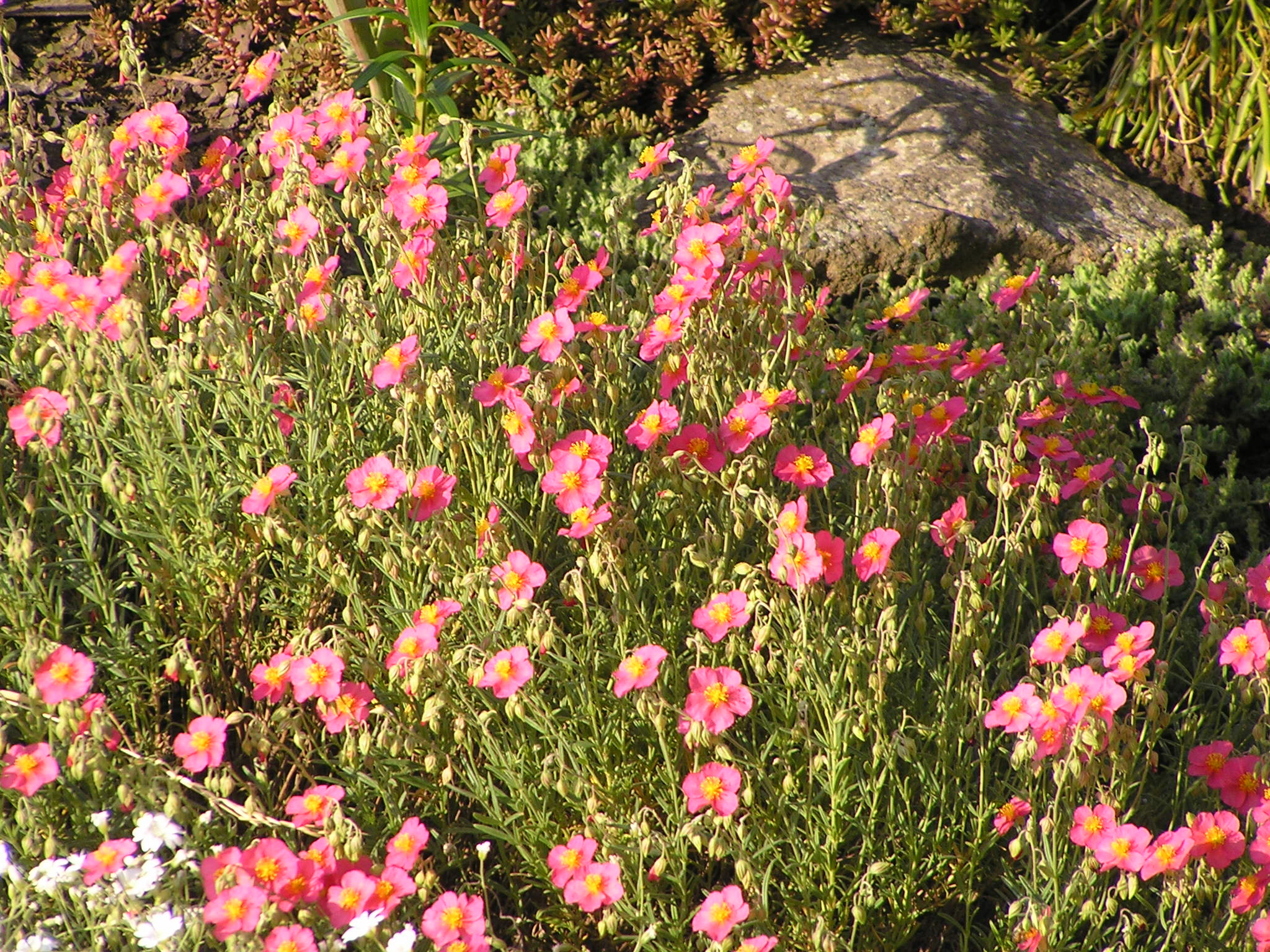 -helianthemum -devaterník