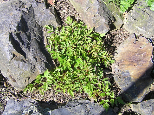 astilbe-čechrava.jpg
