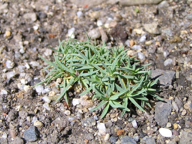 dianthus mcro-hvozdík nejmenší.jpg