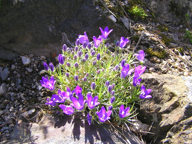 edraianthus pumilio-modroušek květ.jpg