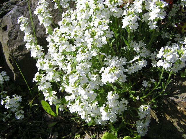erinus alpinus- nemléč1.jpg