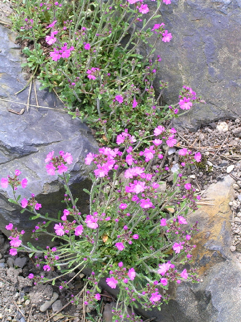 erinus alpinus-nemléč alpskýn.jpg