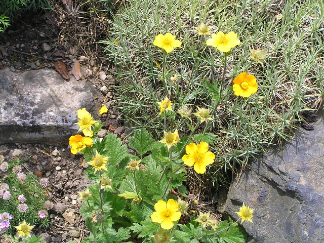 geum tangerine-kuklík květ.jpg