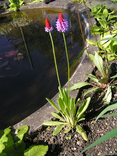 primula vialii.jpg