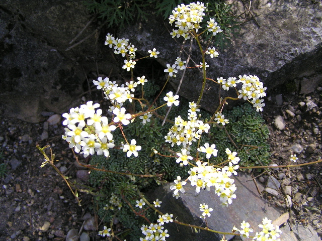 Saxifraga paniculata.jpg